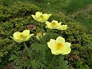 18 Anemoni sulfurei ( Pulsatilla alpina sulphurea) sul sent. 109